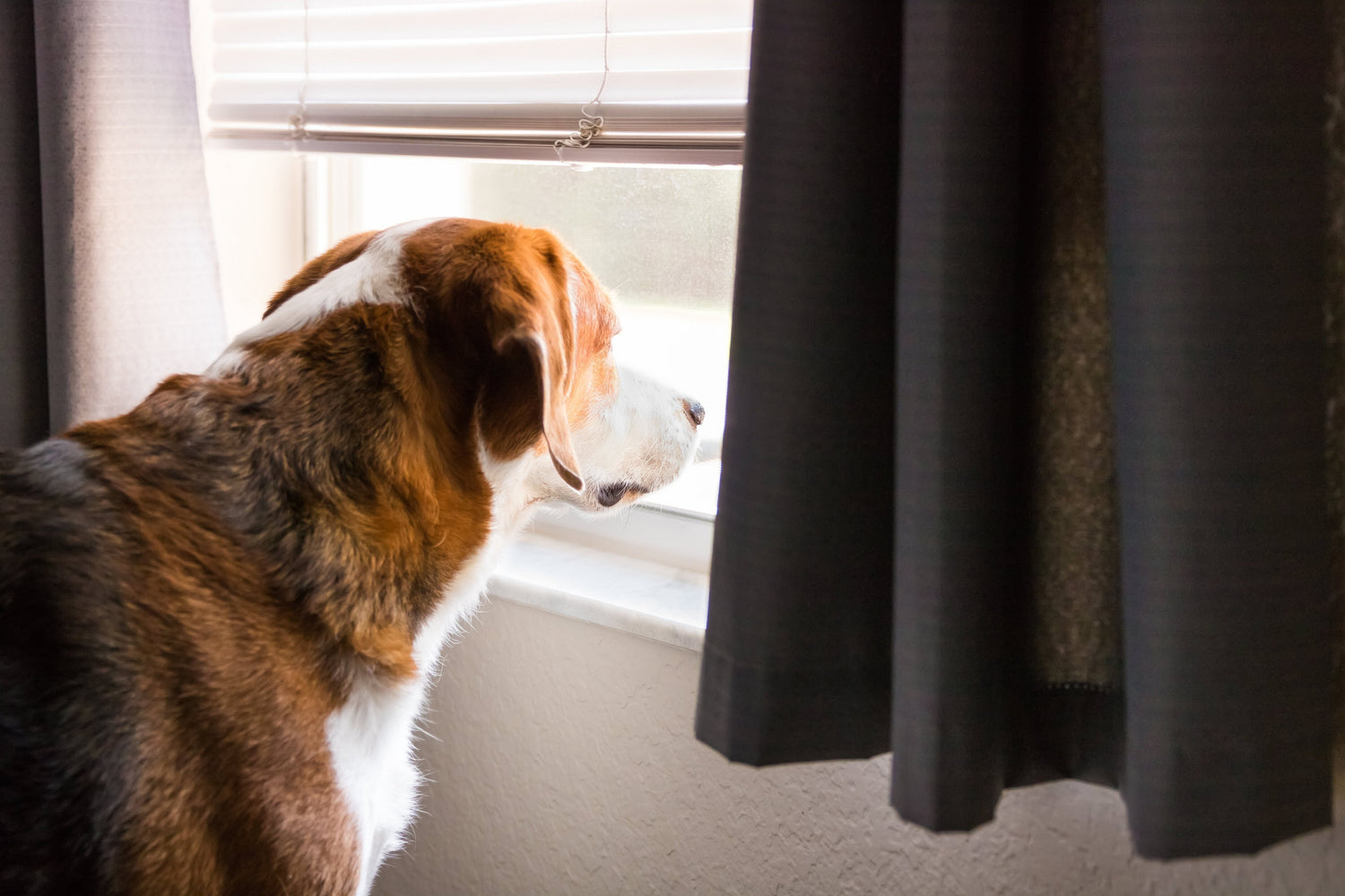 Dog Anxiety: Causes, Symptoms, and Treatments - Pet-FX