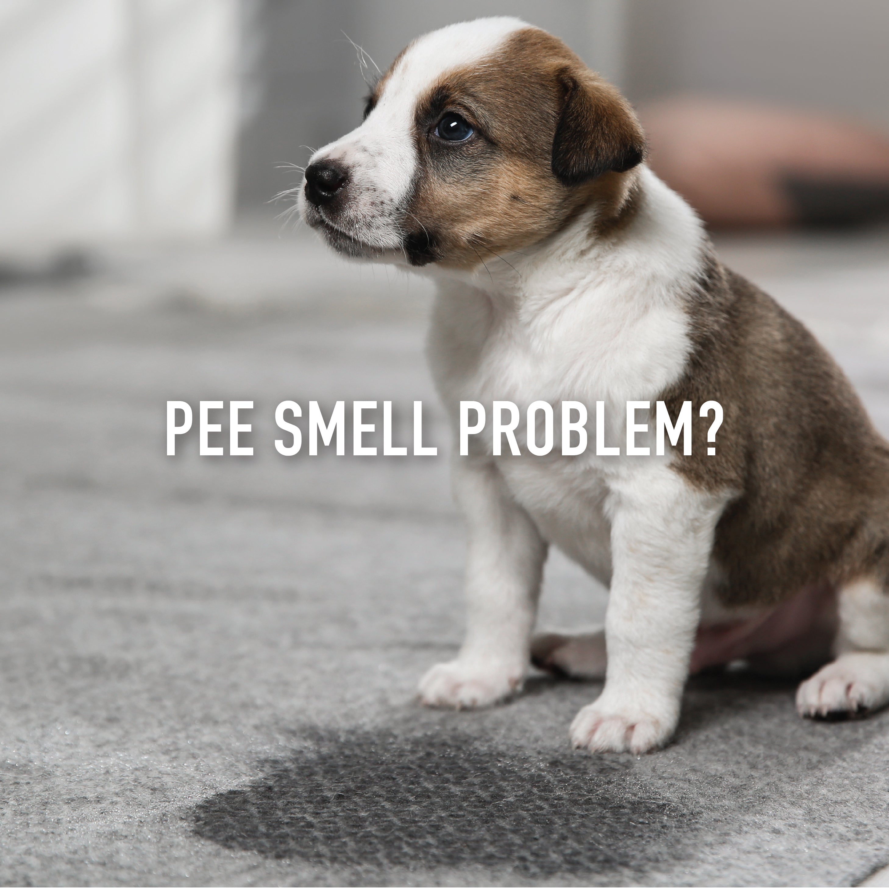 Tired of Smelling Pet Pee? - Pet-FX