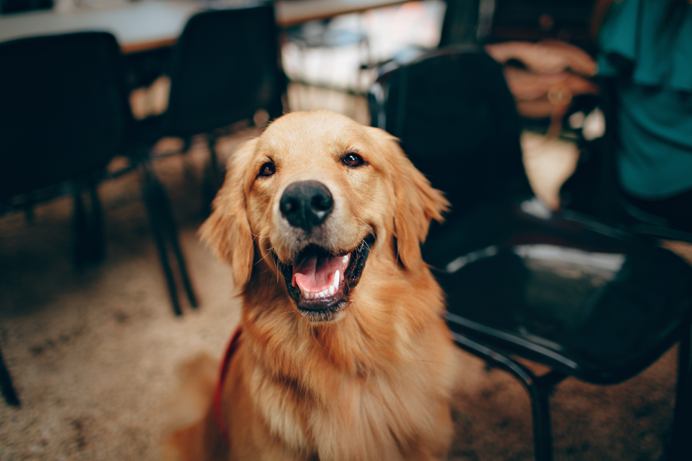 THE ULTIMATE CBD GUIDE FOR DOGS - Pet-FX