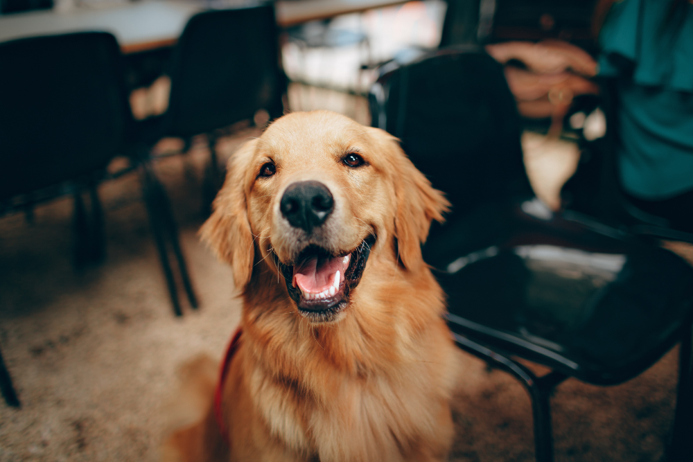THE ULTIMATE CBD GUIDE FOR DOGS
