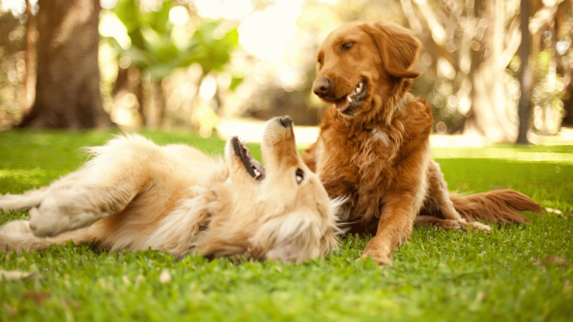 Understanding the Difference Between CBD Oil for Dogs - Pet-FX