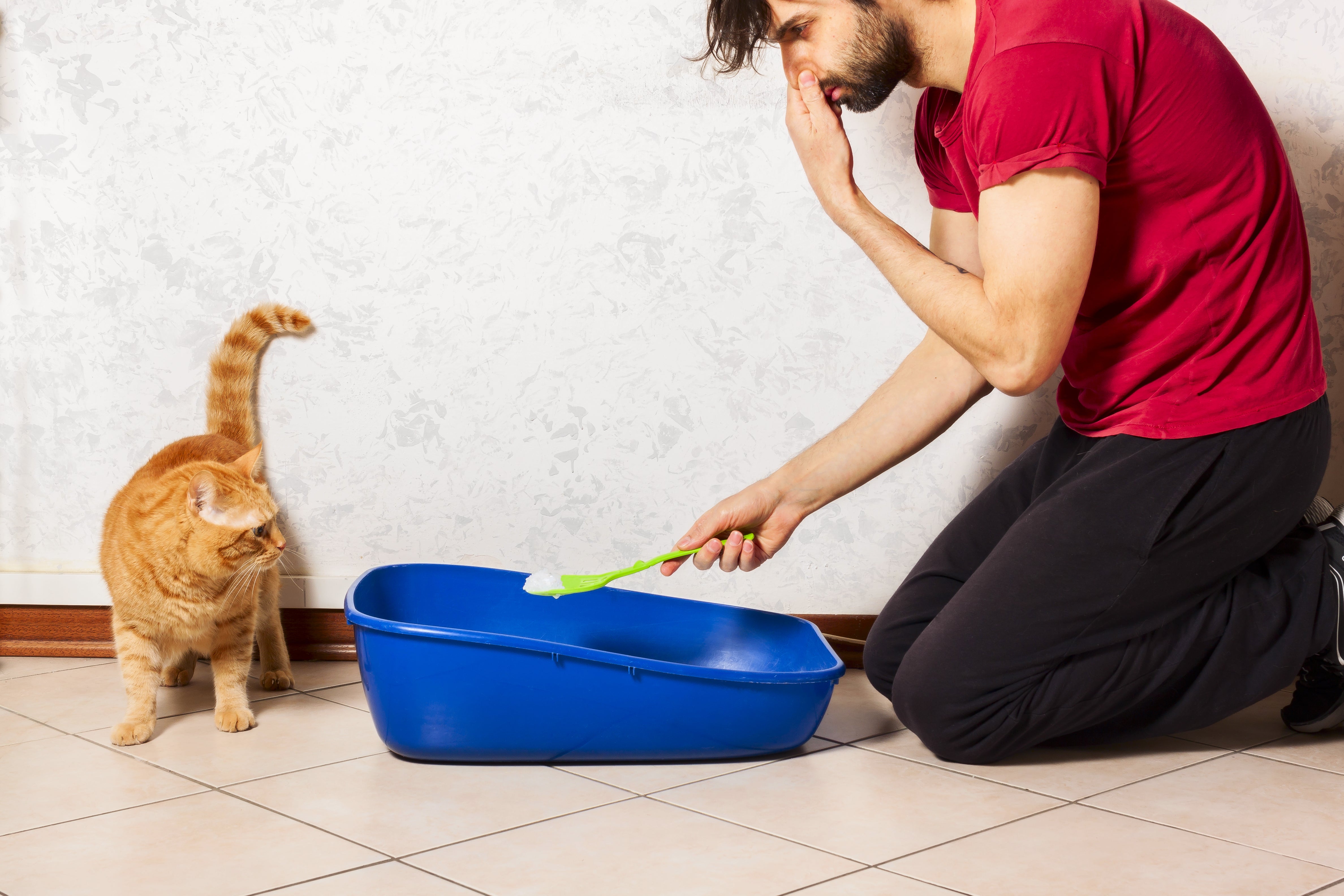 How to Keep Your Litter Box From Smelling - Pet-FX